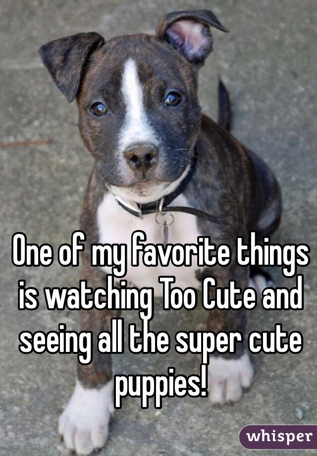 One of my favorite things is watching Too Cute and seeing all the super cute puppies!