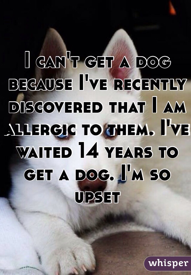 I can't get a dog because I've recently discovered that I am allergic to them. I've waited 14 years to get a dog. I'm so upset