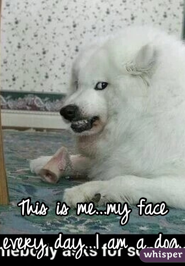 This is me...my face every day...I am a dog.