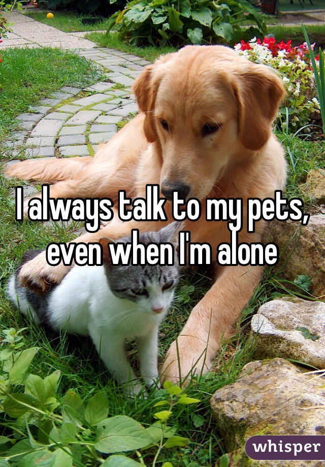 I always talk to my pets, even when I'm alone