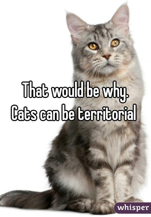 That would be why.
Cats can be territorial 