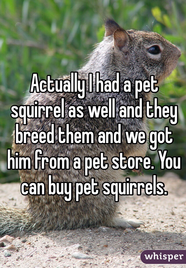 Actually I had a pet squirrel as well and they breed them and we got him from a pet store. You can buy pet squirrels.