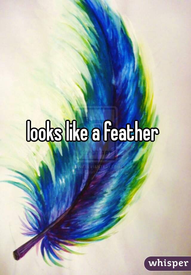 looks like a feather 