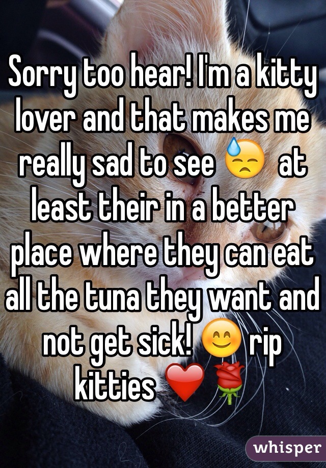 Sorry too hear! I'm a kitty lover and that makes me really sad to see 😓  at least their in a better place where they can eat all the tuna they want and not get sick! 😊 rip kitties ❤️🌹