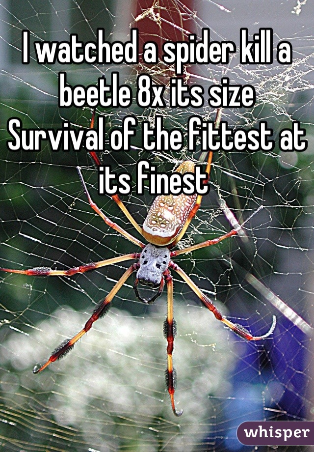 I watched a spider kill a beetle 8x its size
Survival of the fittest at its finest 