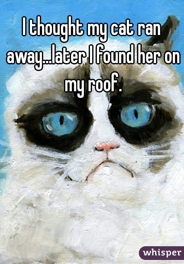 I thought my cat ran away...later I found her on my roof.