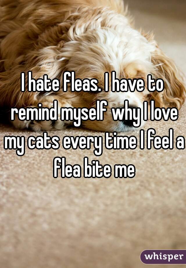 I hate fleas. I have to remind myself why I love my cats every time I feel a flea bite me