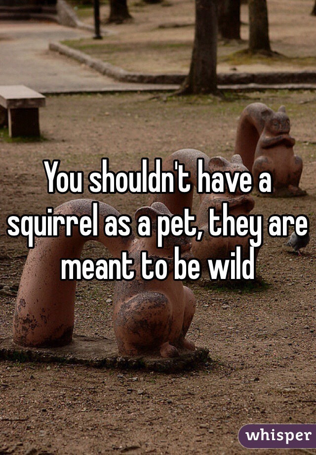 You shouldn't have a squirrel as a pet, they are meant to be wild 