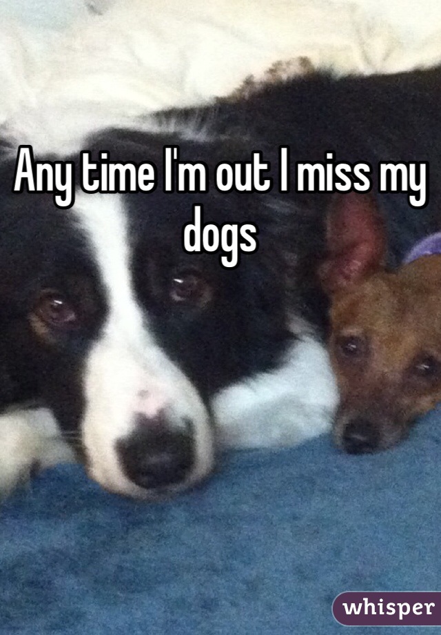 Any time I'm out I miss my dogs