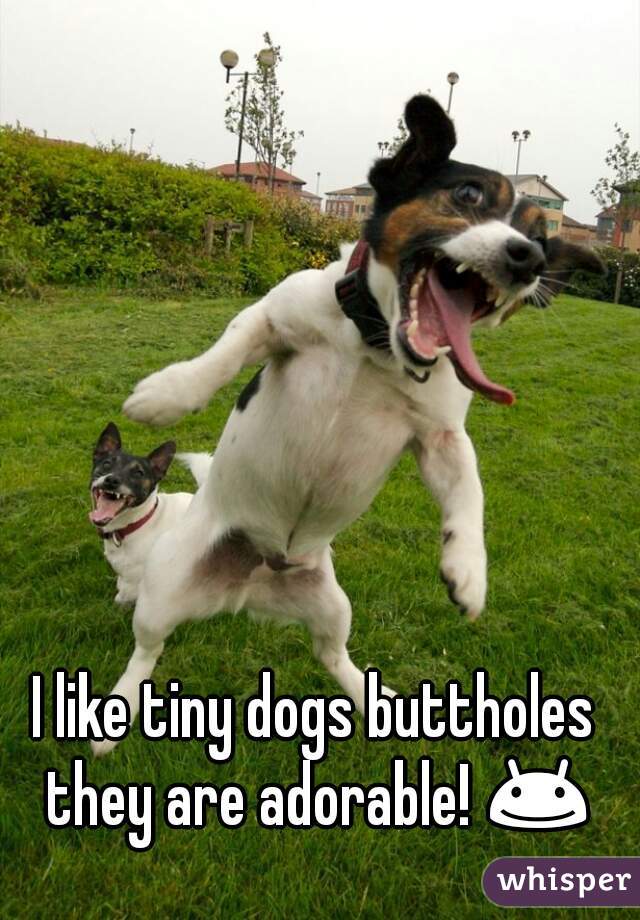 I like tiny dogs buttholes they are adorable! 😊 

