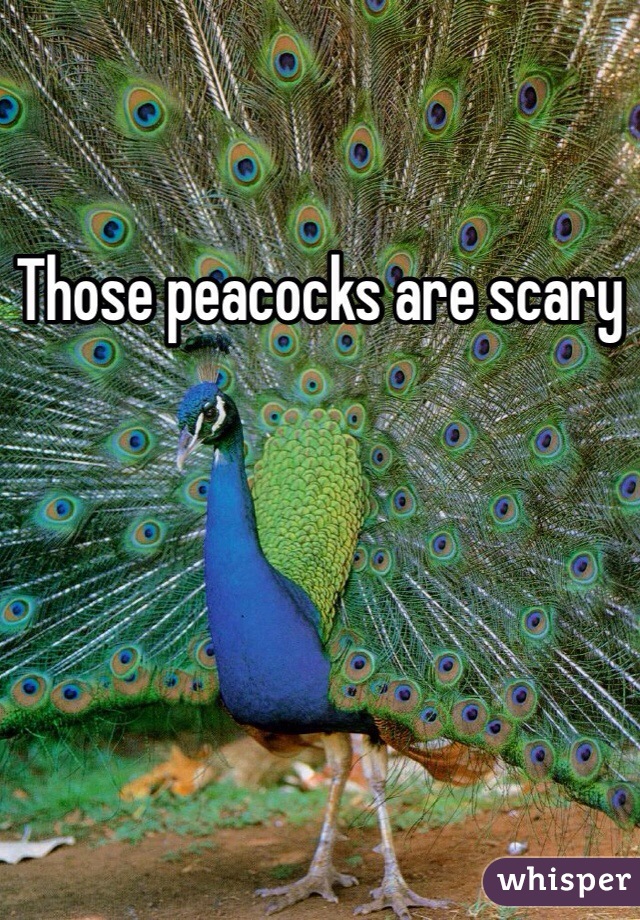 Those peacocks are scary