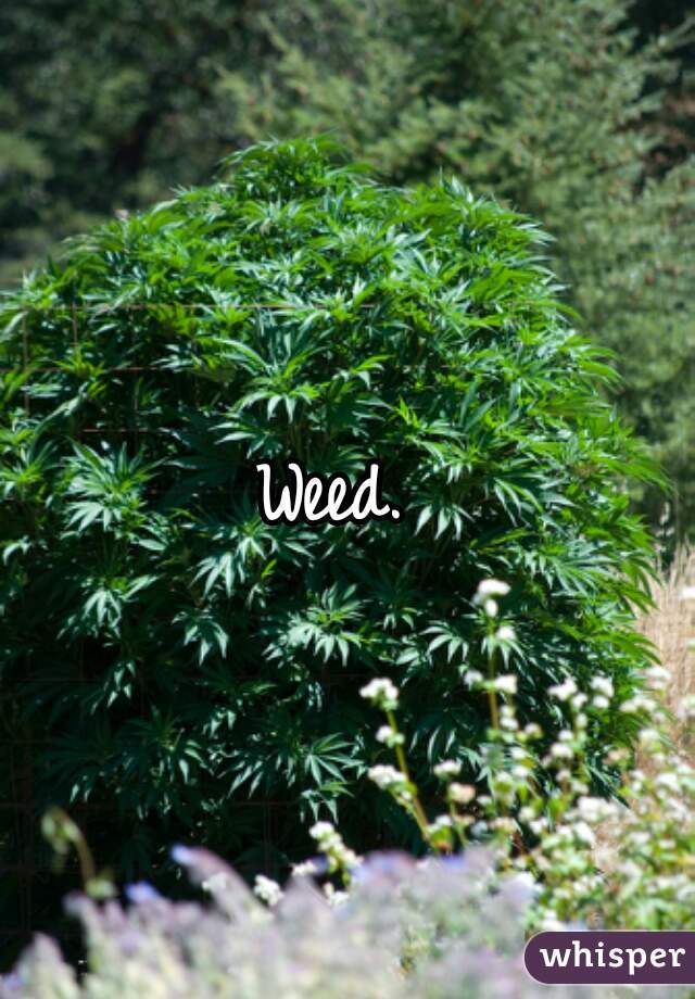 Weed. 
