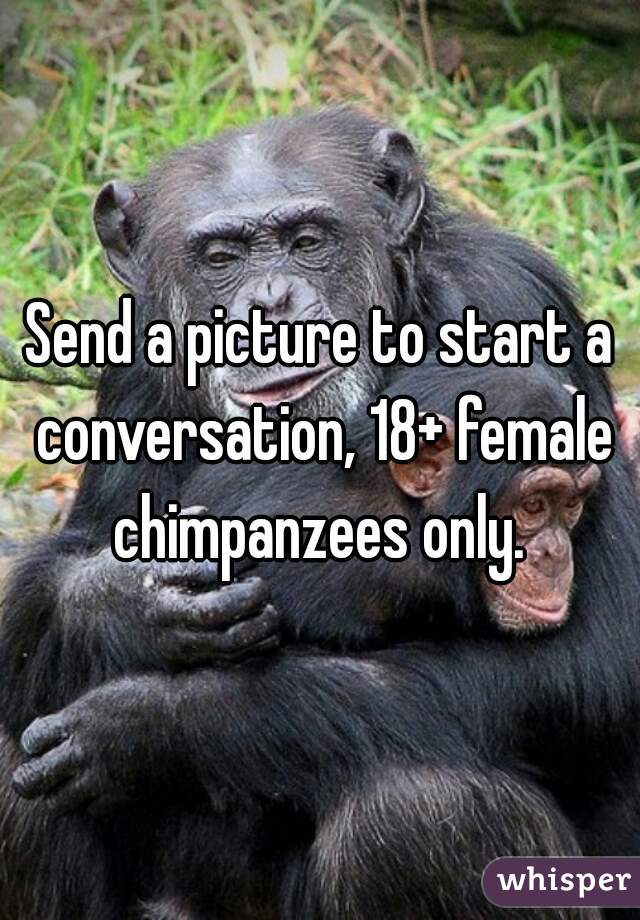 Send a picture to start a conversation, 18+ female chimpanzees only. 