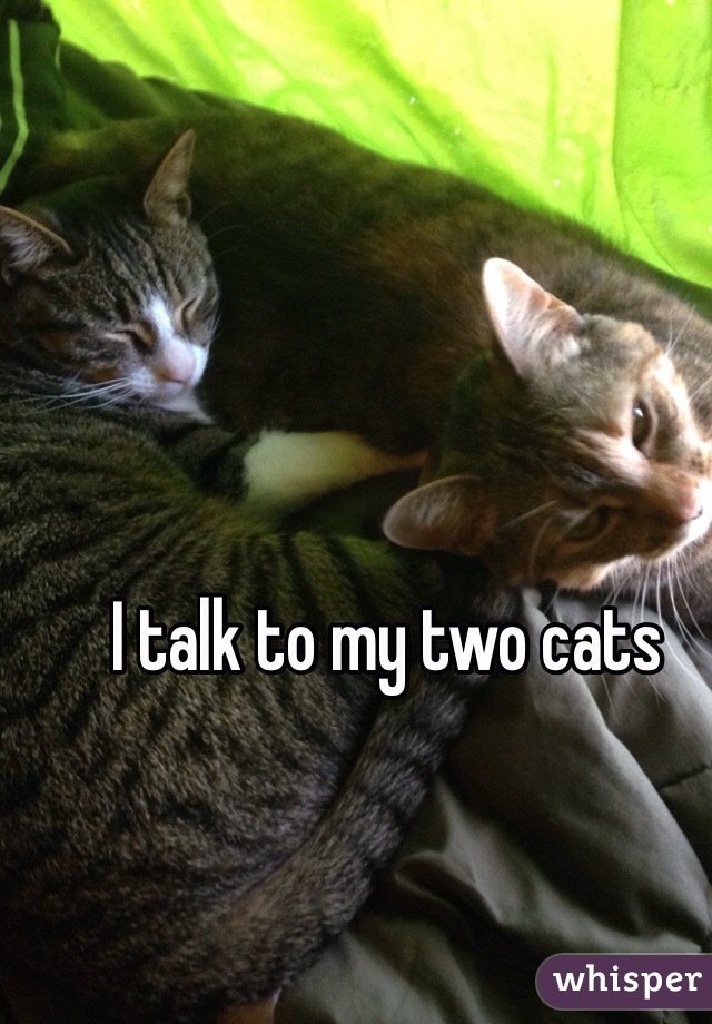 I talk to my two cats 