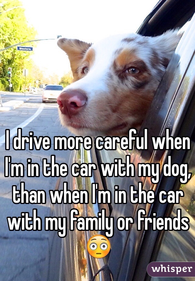 I drive more careful when I'm in the car with my dog, than when I'm in the car with my family or friends 😳