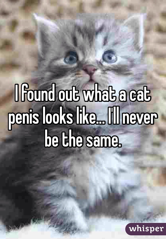 I found out what a cat penis looks like... I'll never be the same. 