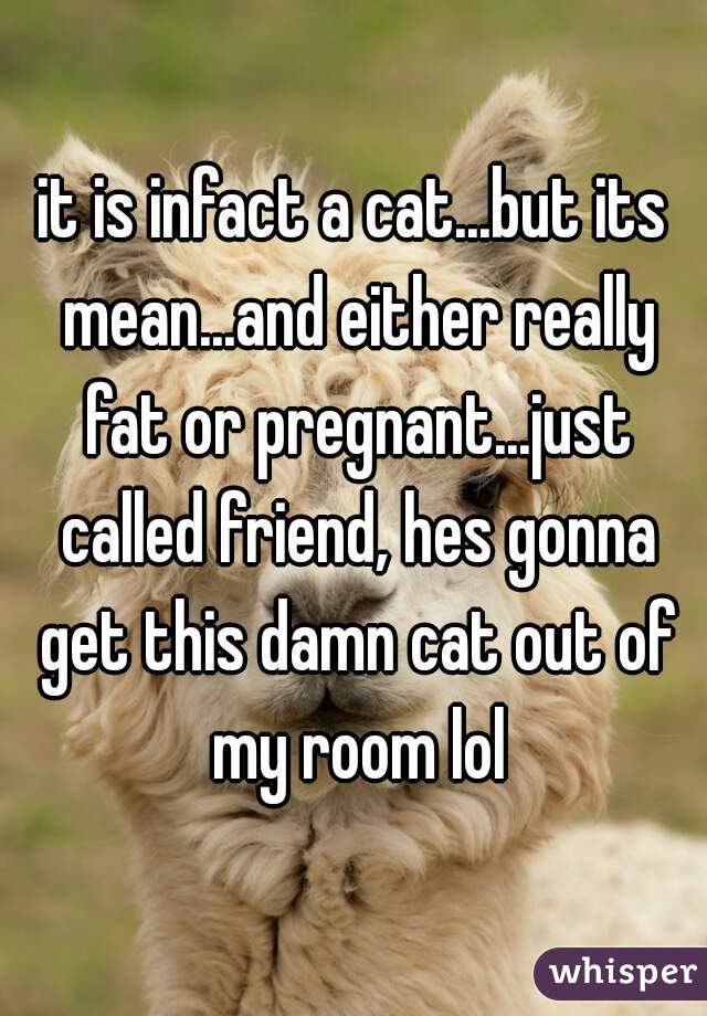 it is infact a cat...but its mean...and either really fat or pregnant...just called friend, hes gonna get this damn cat out of my room lol