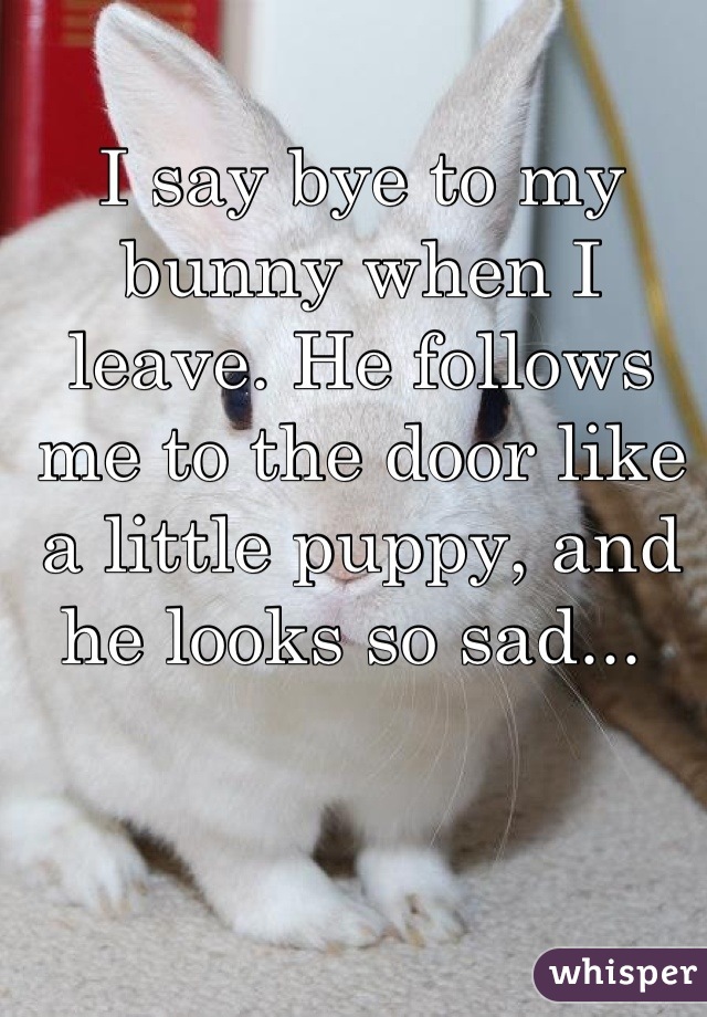 I say bye to my bunny when I leave. He follows me to the door like a little puppy, and he looks so sad... 