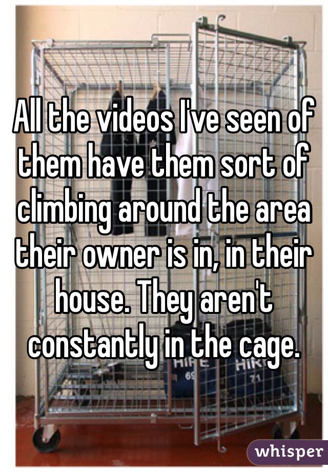 All the videos I've seen of them have them sort of climbing around the area their owner is in, in their house. They aren't constantly in the cage.