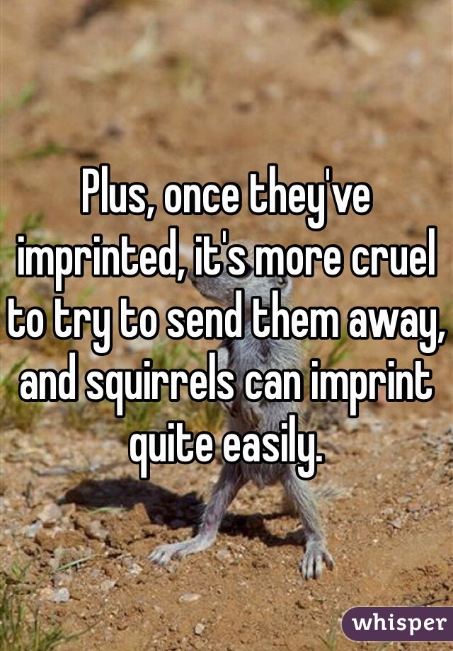 Plus, once they've imprinted, it's more cruel to try to send them away, and squirrels can imprint quite easily.