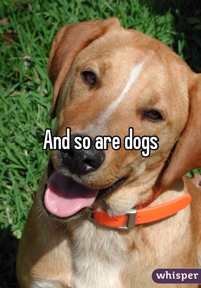 And so are dogs 