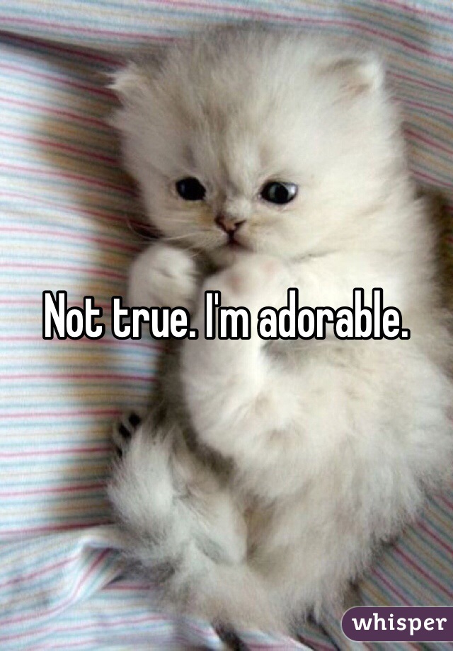 Not true. I'm adorable.