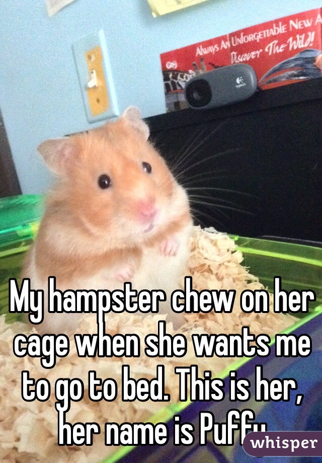My hampster chew on her cage when she wants me to go to bed. This is her, her name is Puffy
