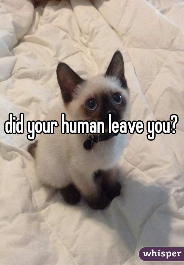 did your human leave you?
