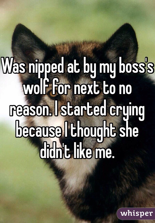 Was nipped at by my boss's wolf for next to no reason. I started crying because I thought she didn't like me.