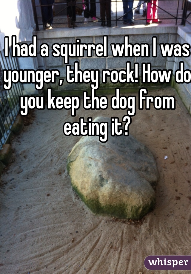 I had a squirrel when I was younger, they rock! How do you keep the dog from eating it?