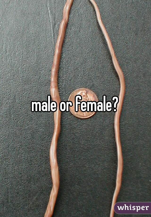 male or female?