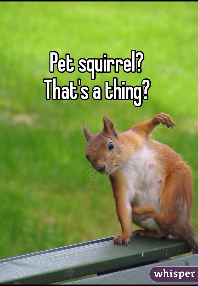 Pet squirrel? 
That's a thing?