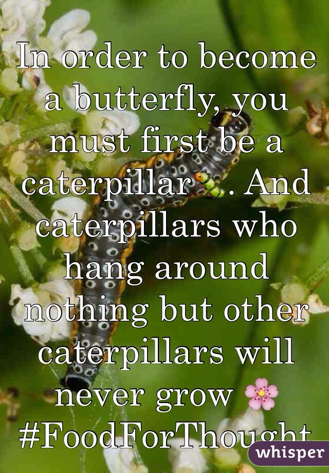 In order to become a butterfly, you must first be a caterpillar🐛. And caterpillars who hang around nothing but other caterpillars will never grow 🌸
#FoodForThought