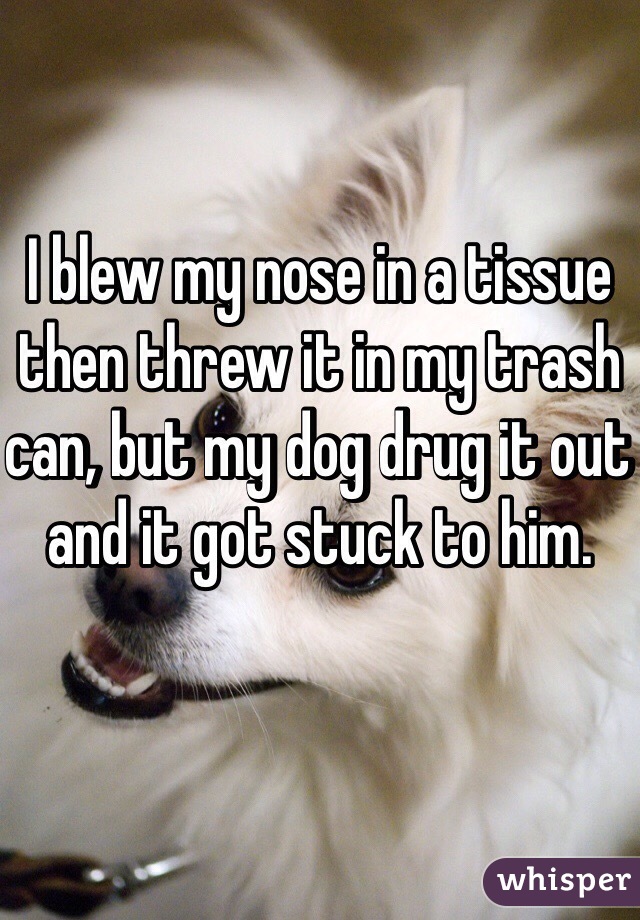 I blew my nose in a tissue then threw it in my trash can, but my dog drug it out and it got stuck to him.