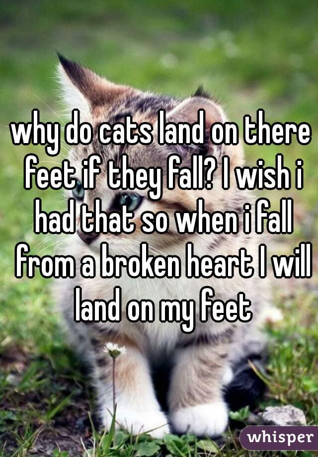 why do cats land on there feet if they fall? I wish i had that so when i fall from a broken heart I will land on my feet