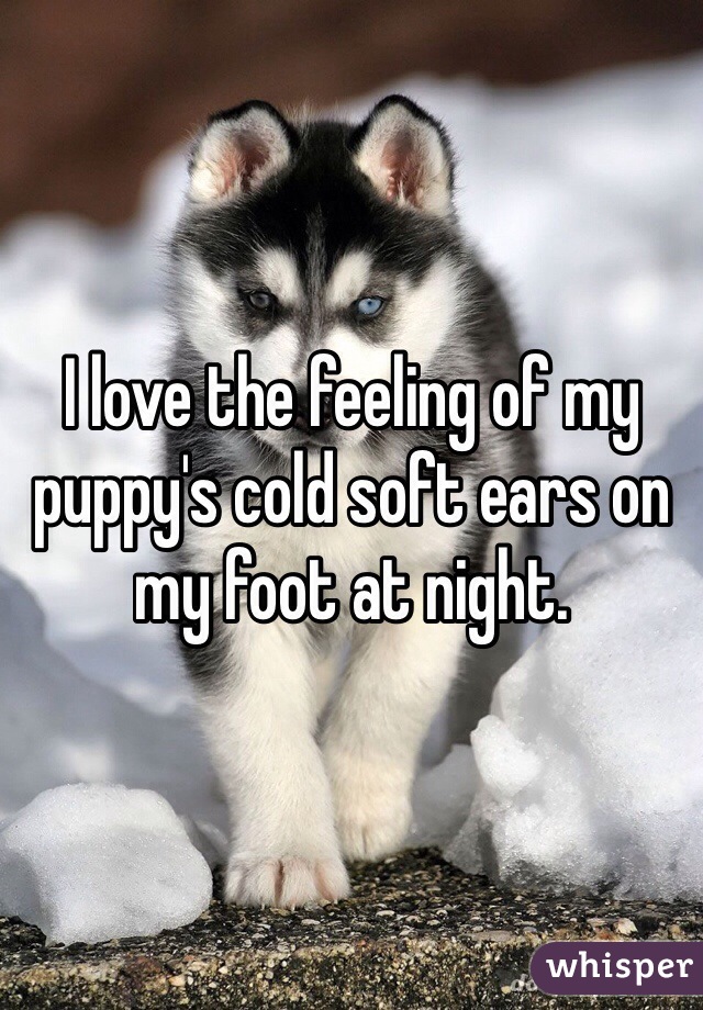 I love the feeling of my puppy's cold soft ears on my foot at night. 