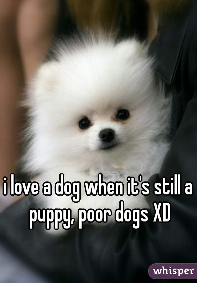 i love a dog when it's still a puppy, poor dogs XD