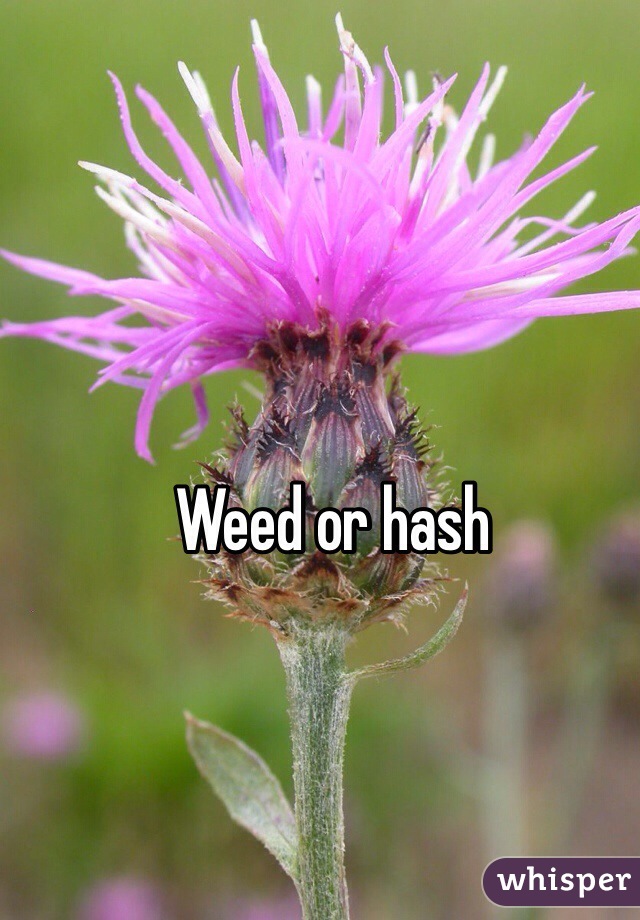 Weed or hash 