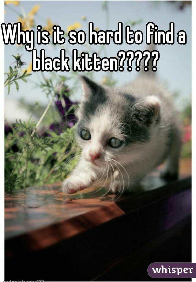 Why is it so hard to find a black kitten?????
