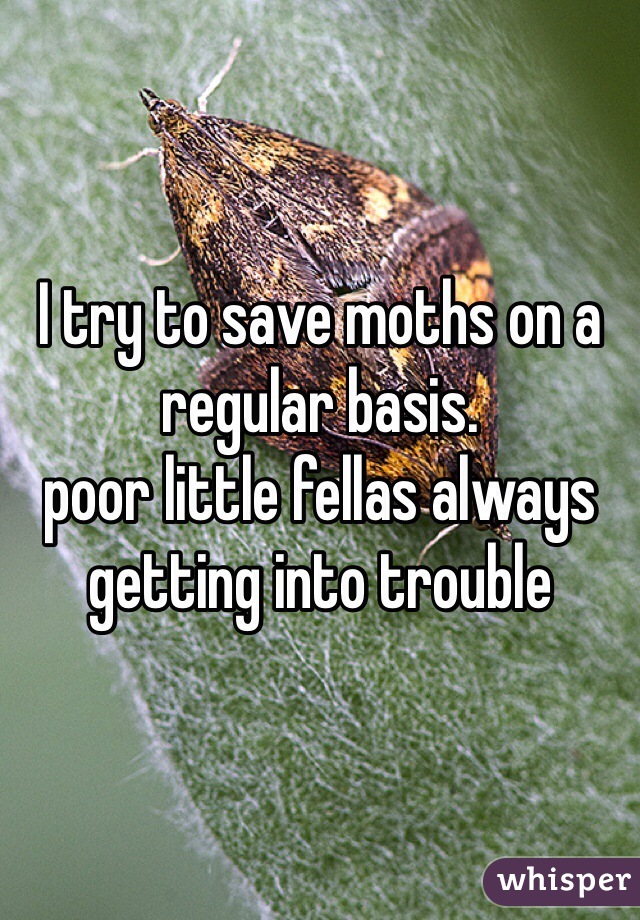 I try to save moths on a regular basis.
poor little fellas always getting into trouble 