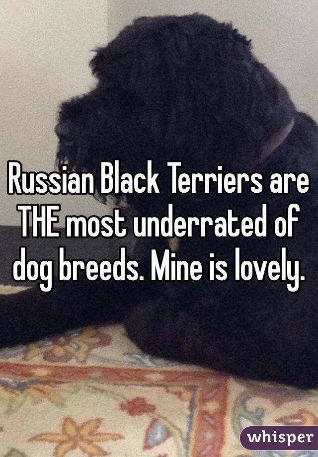 Russian Black Terriers are THE most underrated of dog breeds. Mine is lovely.