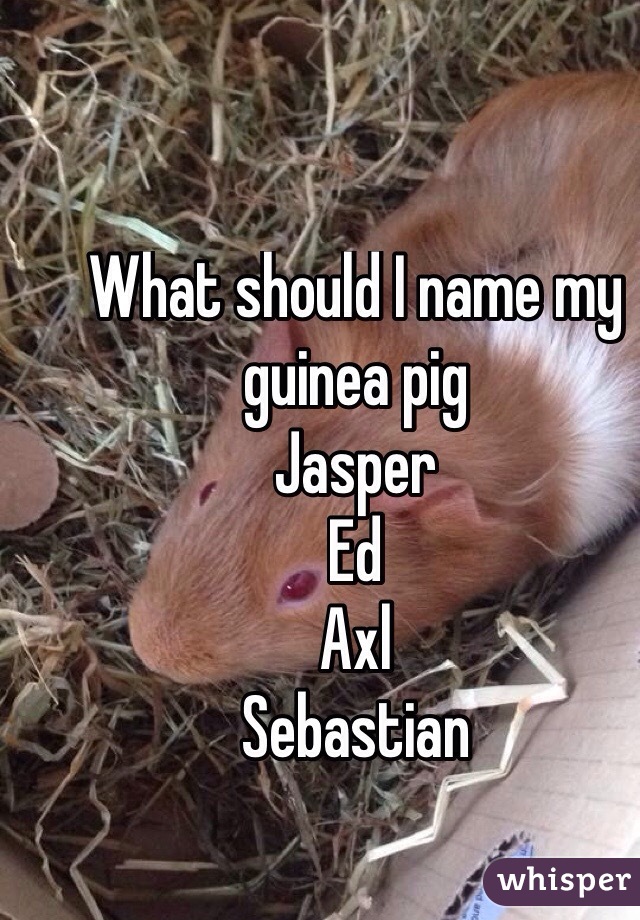 What should I name my guinea pig 
Jasper 
Ed
Axl
Sebastian 

