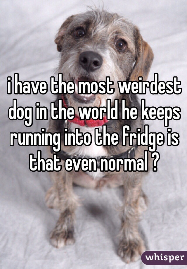 i have the most weirdest dog in the world he keeps running into the fridge is that even normal ? 