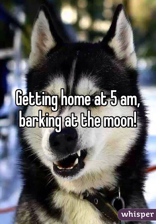 Getting home at 5 am, barking at the moon!