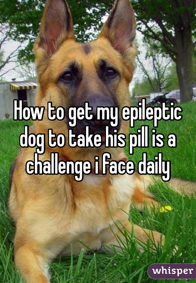 How to get my epileptic dog to take his pill is a challenge i face daily