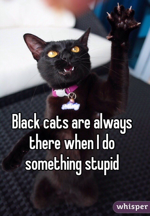 Black cats are always there when I do something stupid