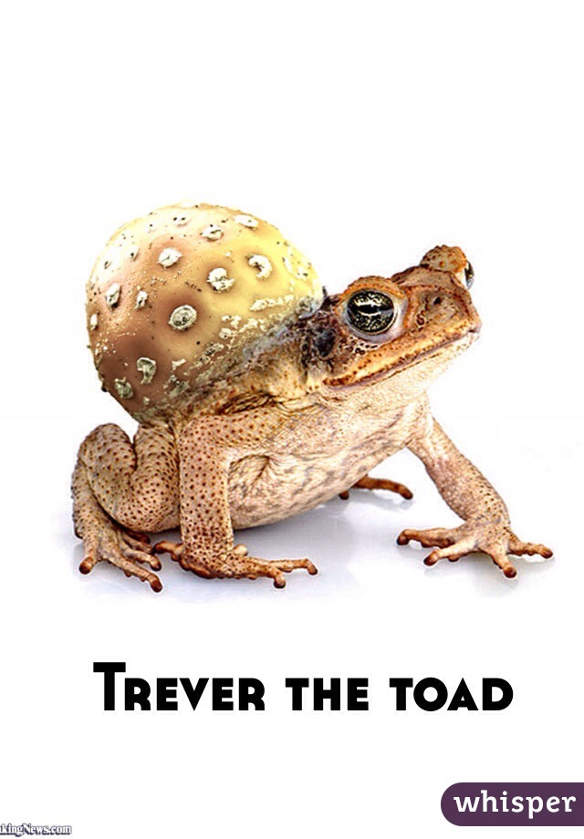 Trever the toad