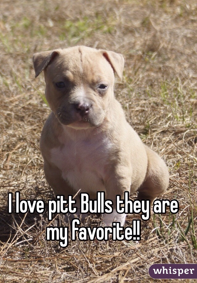 I love pitt Bulls they are my favorite!!