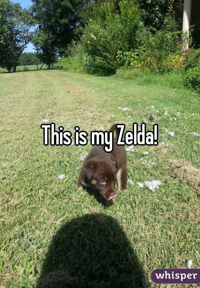 This is my Zelda!