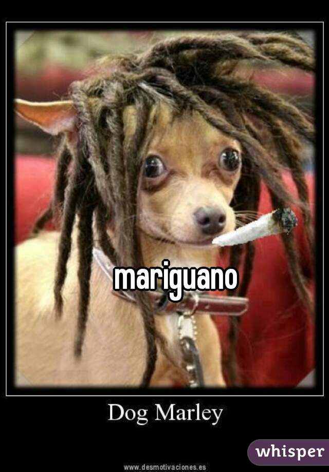 mariguano 